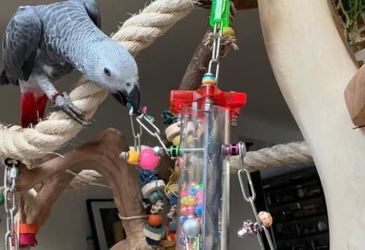 African Grey Parrot