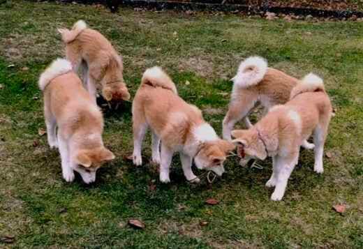 Japanese Akita Inu puppies