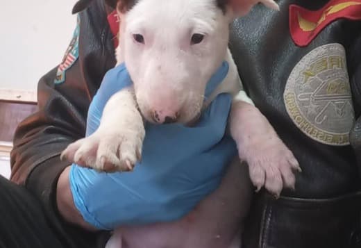 Standard Bull Terrier puppies