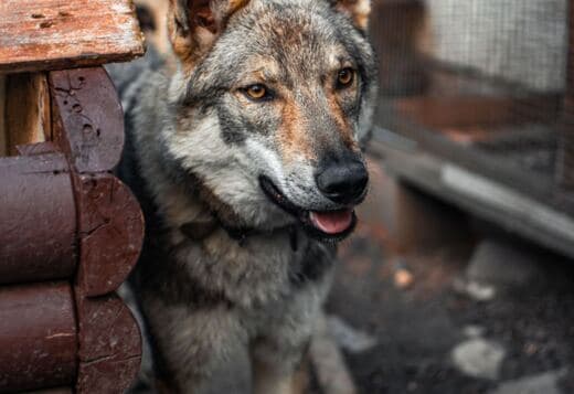 Czechoslovakian Wolfdog Puppies