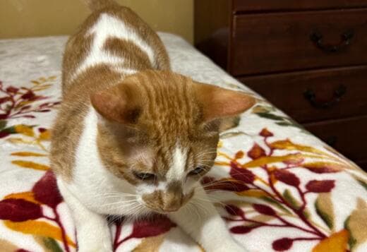 Harlequin Tabby Domesticado