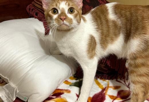 Harlequin Tabby Domesticado