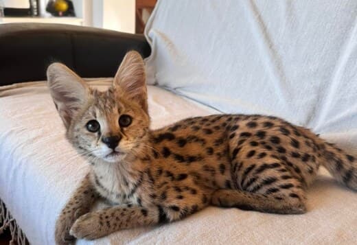 African Serval Kittens Available