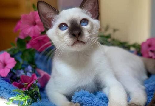 Hypoallergenic Balinese Kittens Available