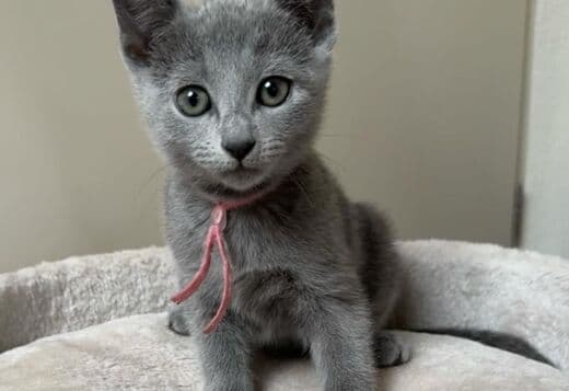 Rare Russian Blue Kittens Available