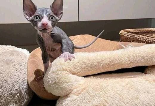 Sphynx Kittens for their new homes