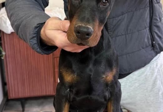 Doberman