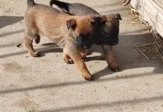 Belgian Malinois Shepherd puppies