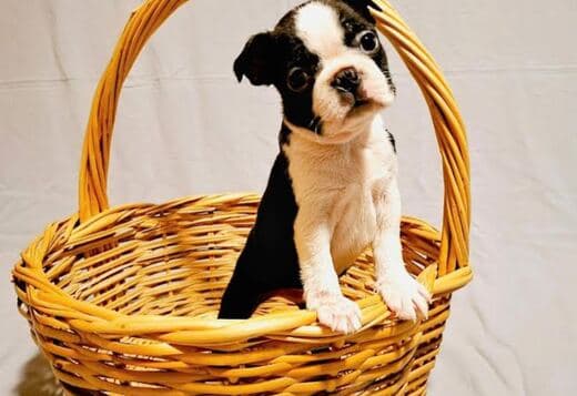 Boston Terrier puppies of champion bloodlines