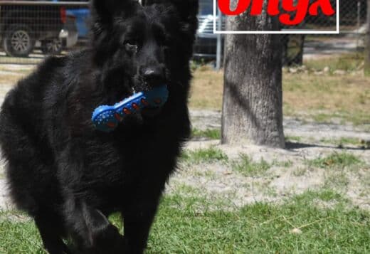 Onyx! Stunning All Black Male German Shepherd