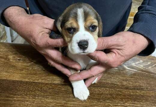 Beagle puppies