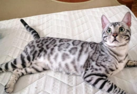 Bengal kittens for sale