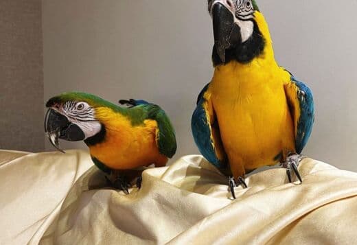 Blue and Gold Macaw Parrots for sale