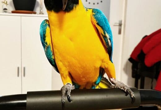 Male and Female Blue and Gold Macaw Parrots