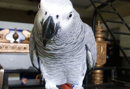 Pair of African Grey Parrots