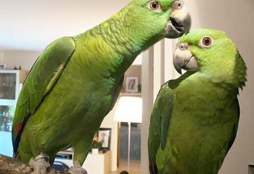 Adorable Amazon Male And Female Parrots
