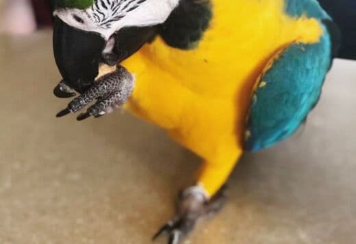 Blue and Gold Macaw Parrots Ready To Go