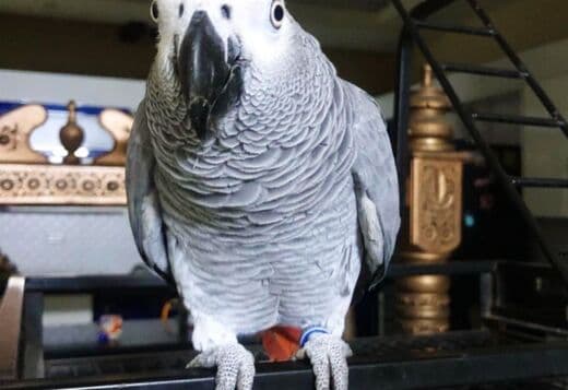 African Grey Parrots
