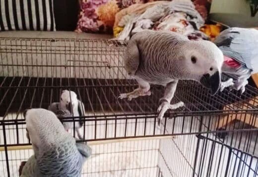 African Grey Parrots