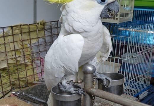Cockatoos Parrots ready to go