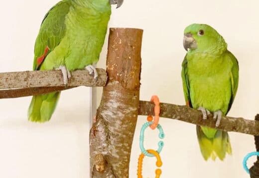 Amazon Male And Female Parrots