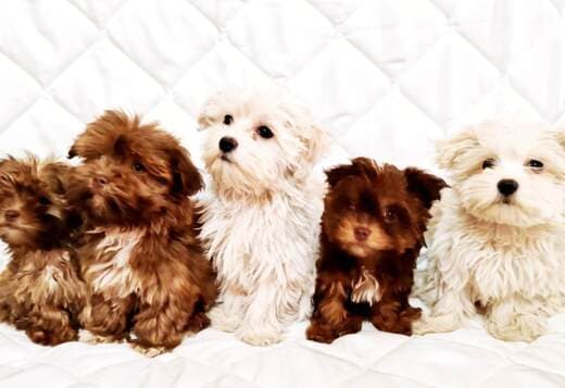 Bolonka Zwetna puppies