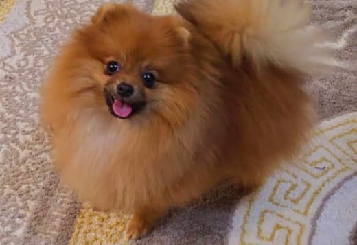 Purebred Boo Pomeranian puppies