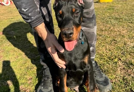 Doberman