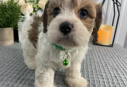 Cavachon Puppies Looking for new home
