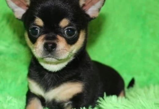 Chihuahua Puppies Ready to go now