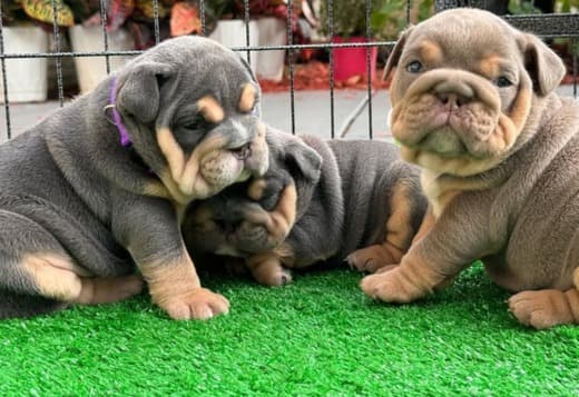 Adorable English Bulldog Puppies Looking for a Forever Home!