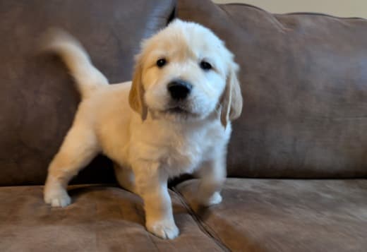 Golden Retriever Puppies for adoption