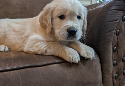 Golden Retriever Puppies for adoption