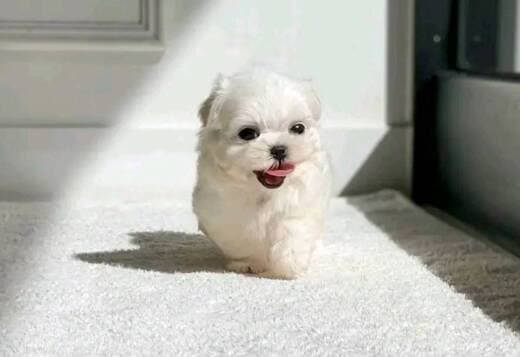 Pure Breed Maltese Puppies