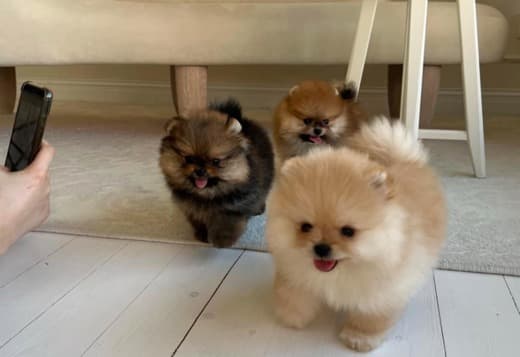 Pomeranian Puppies male and female available