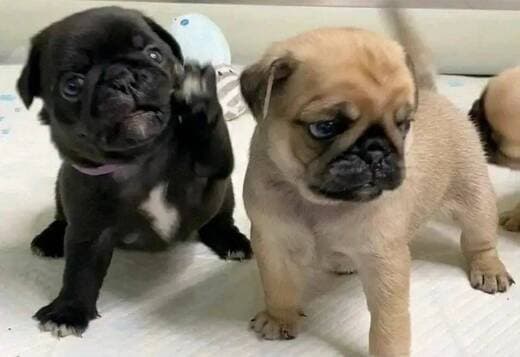 Pug Puppies