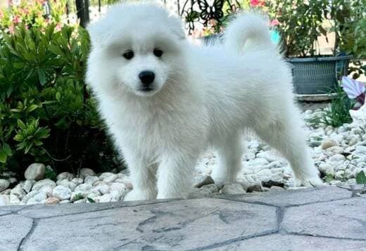 Home Raised Samoyed Puppies
