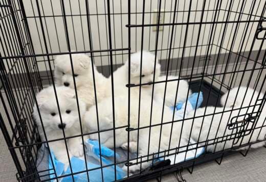 Home Raised Samoyed Puppies