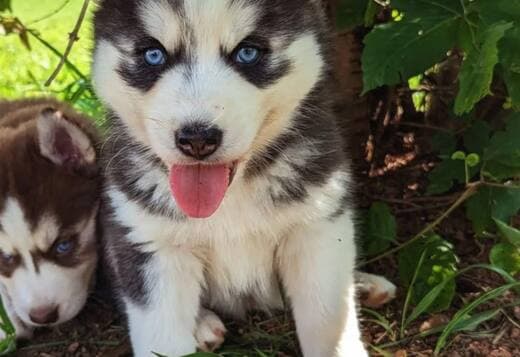 Beautiful Siberian Husky Puppies Male and Female