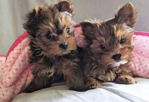 Friendly Adorable Yorkie Puppies