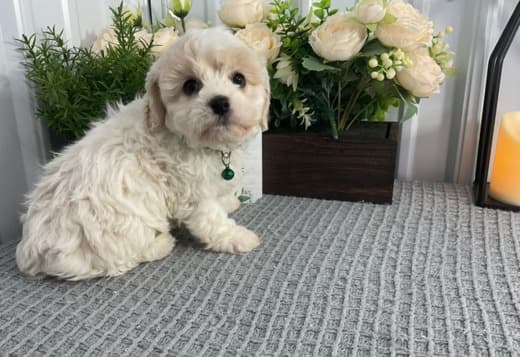 Home raise Cavachon Puppies Looking for new home