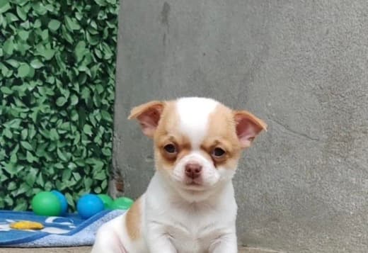 Chihuahua Puppies