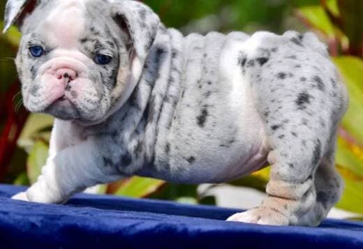 English Bulldog Puppies