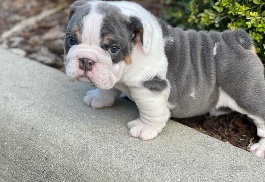 English Bulldog Puppies