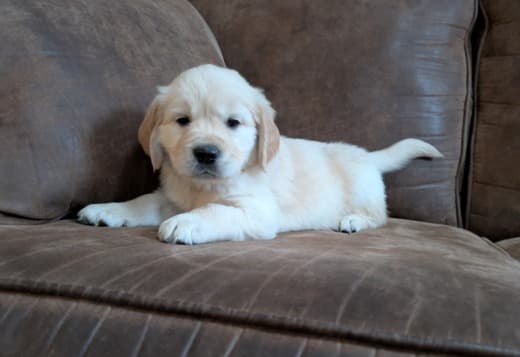 Golden Retriever Puppies for adoption