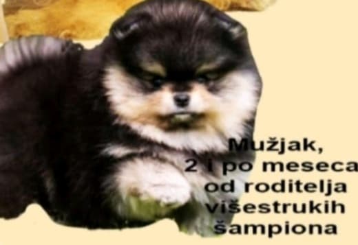 Pomeranian Spitz puppies