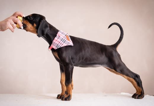 Doberman puppies