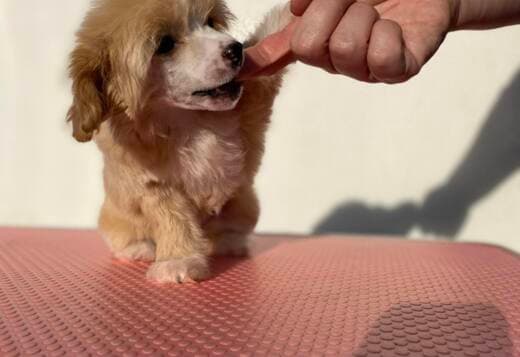 Chinese Crested puppies