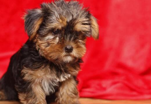 top quality Yorkie puppies