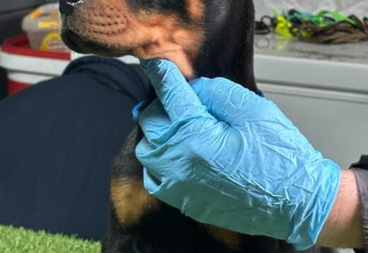 Doberman puppies